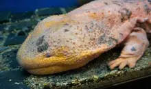 Japan Visitor - salamander2018.jpg