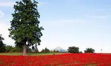 Japan Visitor - tottori_flower_park_6.jpg