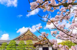 Nijo castle during cherry blossom - Spring in Kyoto