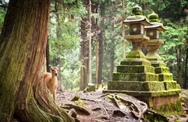 Deers walking around lanterns in Nara Park