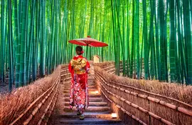 Bamboo grove in Arashiyama : famous touristic site to visit in Kyoto