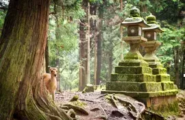 Naras heilige Sika-Hirsche sind als nationale Kulturschätze anerkannt.