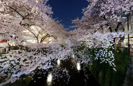 Kirschblüte "Sakura" in Meguro, Tokio