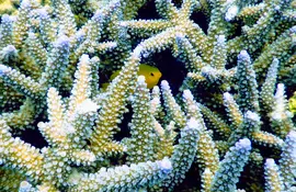 L'isola di Ishigaki (Okinawa) è uno dei punti di immersione più spettacolari del Giappone