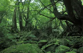 The tiny tropical island of Yakushima in Japan has inspired Hayao Miyazaki for "Princess Mononoke"