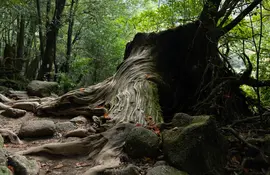 L'île de Yakushima abrite une nature très dense et sauvage