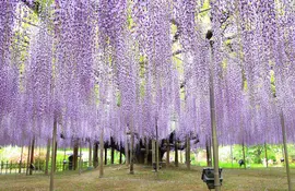 Belle glycine japonaise en pleine floraison, parc d'Ashikaga, Japon