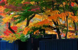 Hojas de otoño en el distrito samurái de Kakunodate