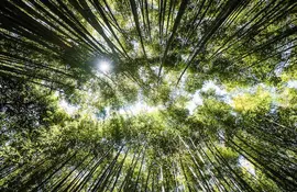 Bamboo grove in Arashiyama : famous touristic site to visit in Kyoto