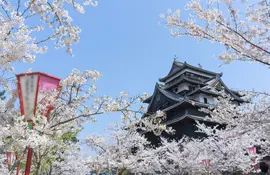 Die feudale Burg von Matsue zur Zeit der Kirschblüten (Sakura)