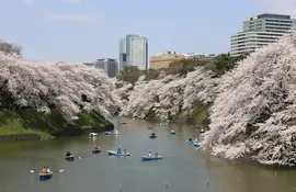 Fiore di ciliegio (sakura) a Tokyo