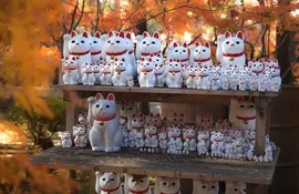 Maneki-neko in einem Tokioter Tempel