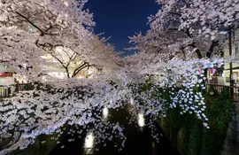 Fiore di ciliegio "Sakura" a Meguro, Tokyo