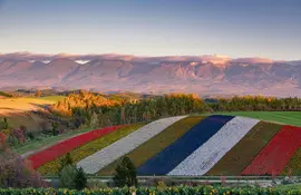 Champs de fleurs de Furano avec les montagnes du parc national du Daisetsuzan