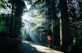 Komorebi on old Tokaido road in Hakone : the scattered light when sunlight shines through trees