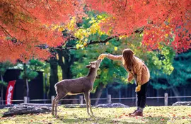 japan tours for families Nara Sika deers are sacred, and protected as National Treasures.