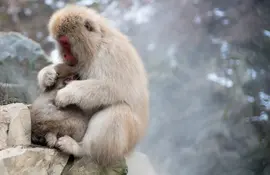 Les célèbres singes des neiges à rencontrer dans la région de Nagano