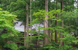 Découvrez la spiritualité bouddhique à Eiheiji et ses temples nichés au coeur de la forêt 