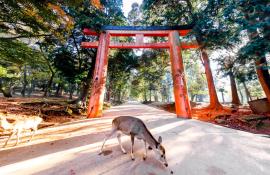 Les 1200 cerfs Sika en liberté dans le parc de Nara feront le plaisir des petits et grands !