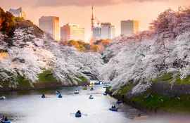 Kitanomaru Park and its fabulous cherry trees in Tokyo