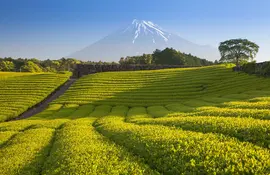 Mount Fuji Tea fields