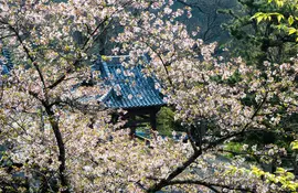 Shikoku-temple-10