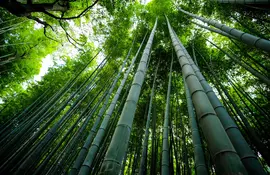 Arashiyama bamboo grove