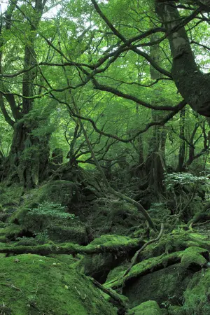 La minuscola isola tropicale di Yakushima in Giappone, che ha ispirato Hayao Miyazaki per "Princess Mononoke"