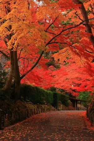 Chuson-ji-Tempel in Hiraizumi - UNESCO-Weltkulturerbe