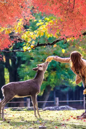 Nara Sika deers are sacred, and protected as National Treasures.
