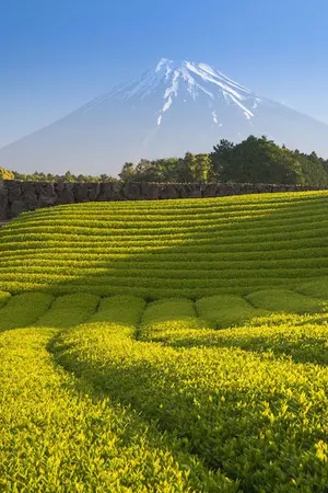 Mount Fuji Tea fields