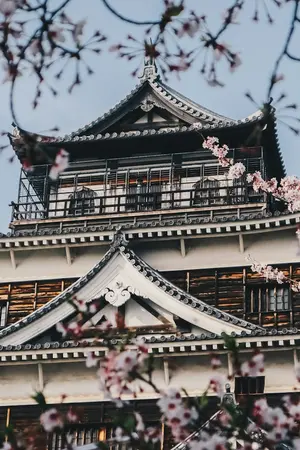 hiroshima castle park sakura cherry trees flowers spring