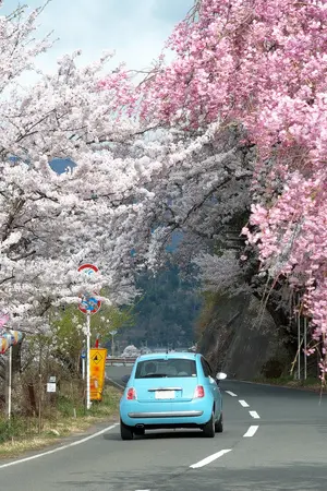 driving in japan sakura