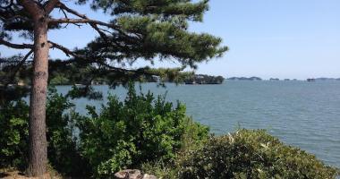 Pine trees on land overlooking Matsushima Bay