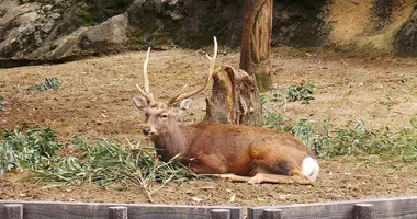 A deer laying on grass in a zoo enclosure