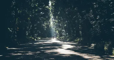 Tree lined path with sunlight streaming through the leaves. 