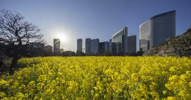 Field of yellow flowers at Hama Rikyu Gardens Tokyo