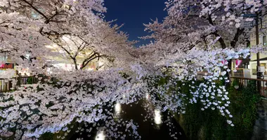 Kirschblüte "Sakura" in Meguro, Tokio