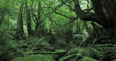 La minuscola isola tropicale di Yakushima in Giappone, che ha ispirato Hayao Miyazaki per "Princess Mononoke"