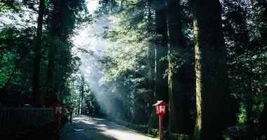 Komorebi on old Tokaido road in Hakone : the scattered light when sunlight shines through trees