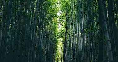 Bosque de bambú en Arashiyama, Tokio