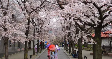 Cherry Blossom in Japan 