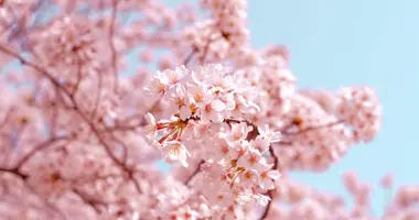 branch of pink cherry blossoms 