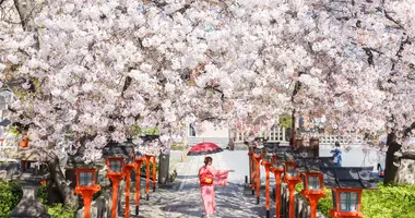 Tokyo and its cherry blossom trees Tokyo and its cherry blossom trees