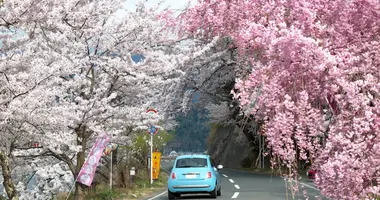 driving in japan sakura