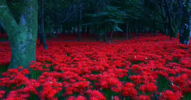 Kinchakuda spider lilies