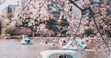 Les cerisiers du parc de Ueno