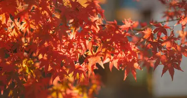 Automne au Japon (momiji)