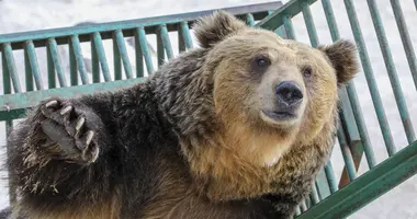 Ussuri Brown Bear in Hokkaido