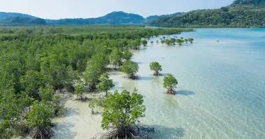 Mangrove on Iriomote